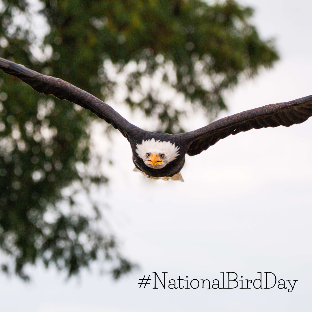 national bird day